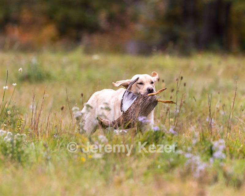 Tillie Kase