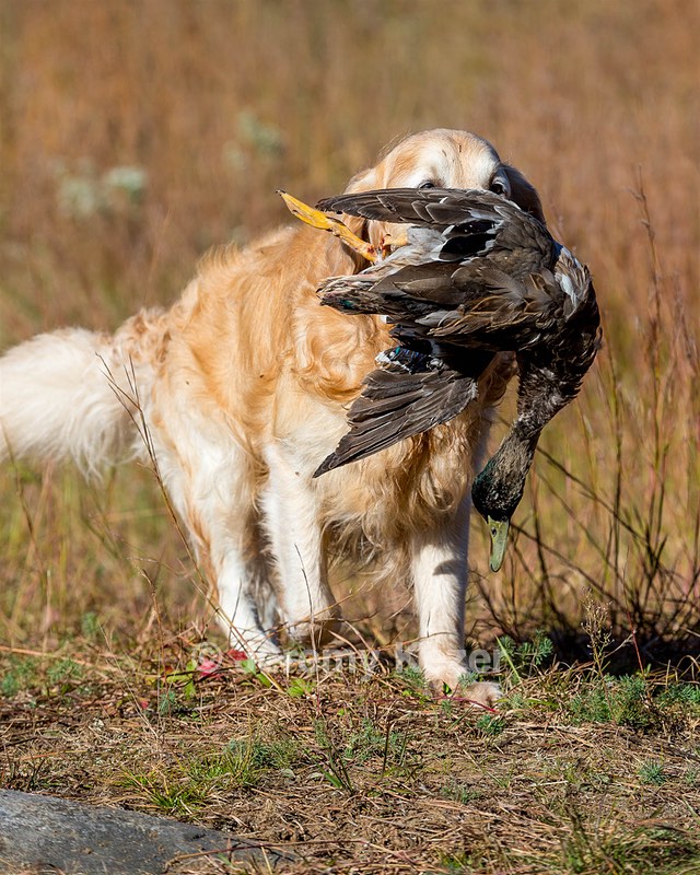 Ghillie Deresienska