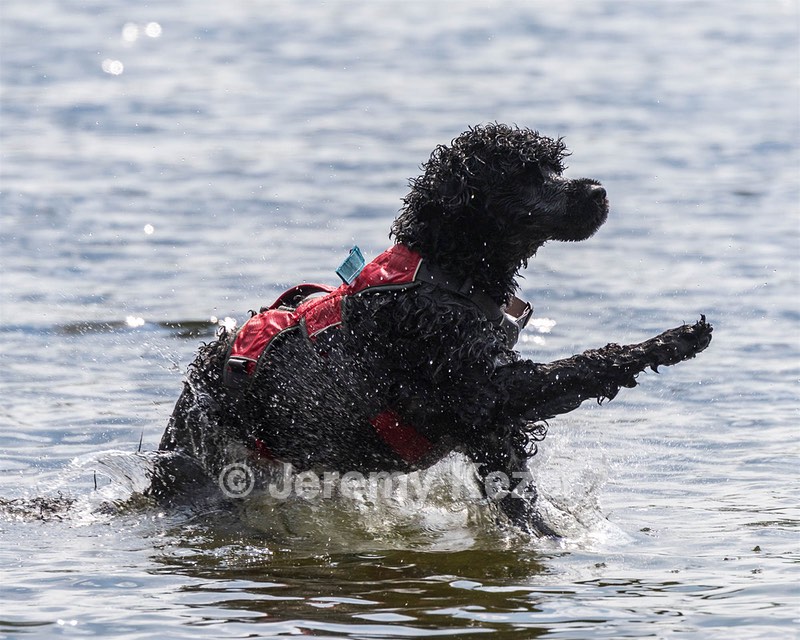 Swizzle Lefebvre