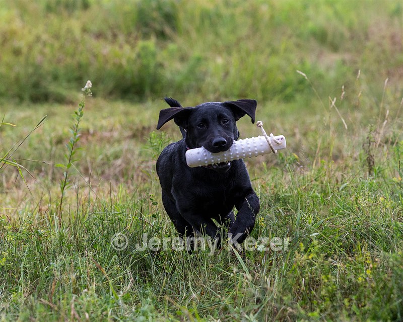 Josie