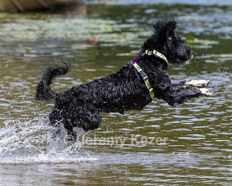 Dottie Notestine