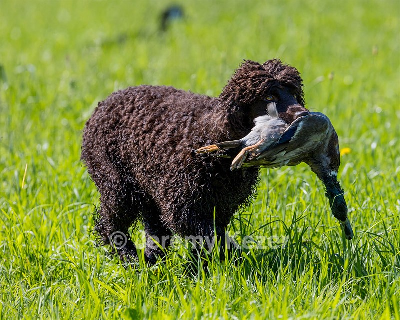Ghillie Kezer