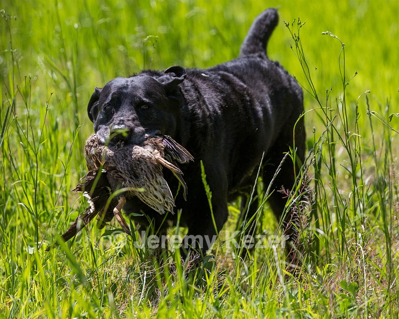 Ruger Bodine