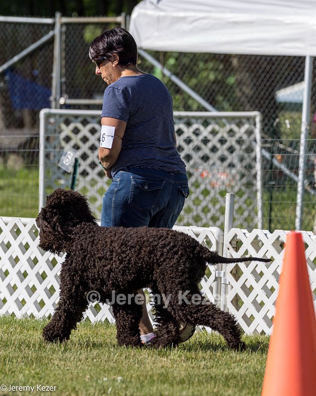 16 - GCH CH Chantico's Shelter From The Storm CD RA MX AXJ MXP2 MJP2 MJPB XF DS (Reef)