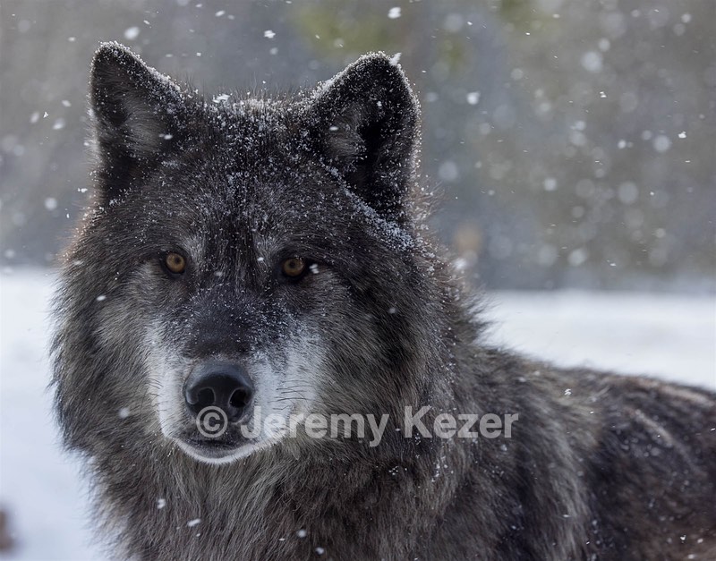 Wolf, West Yellowstone, Montana