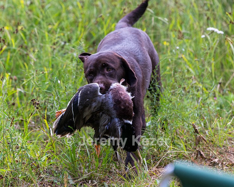 20160717-WCL-0013.jpg