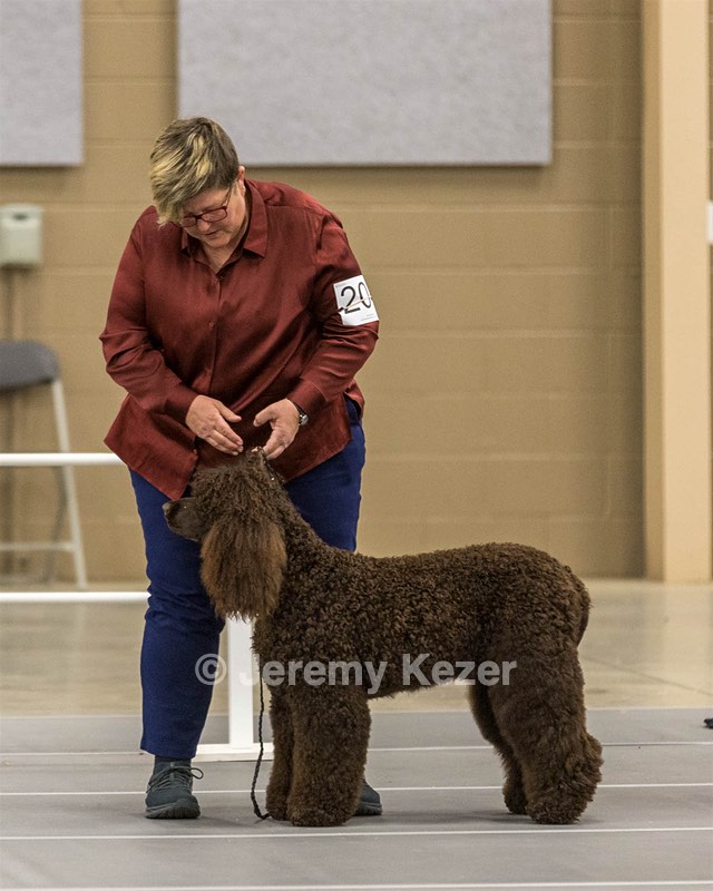 204 - CH Brekkon’s Brown Eyed Girl At Flintcrest DJ CGC TKN FTI