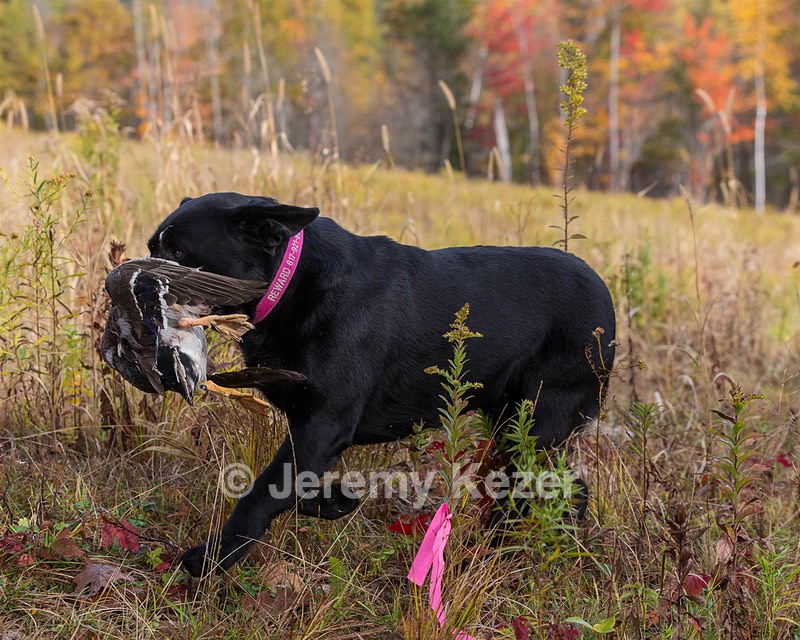 Shoreline's Dancing Girl (Sadie)