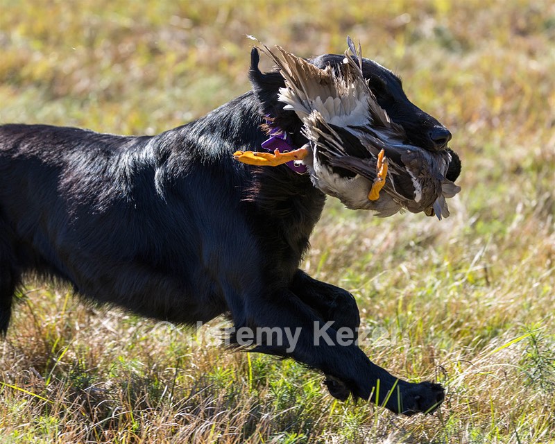 Test Dog