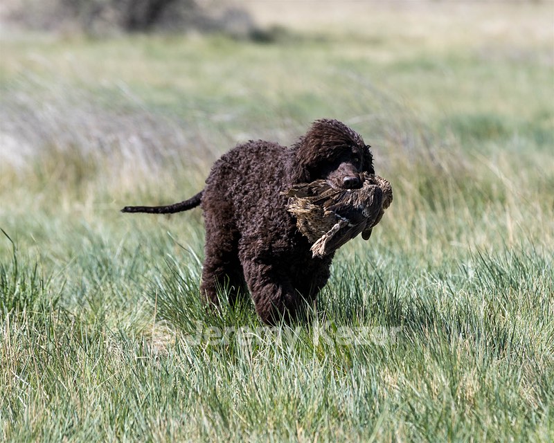 Ghillie