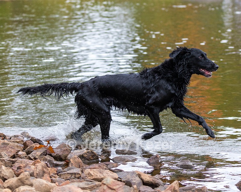 Jett