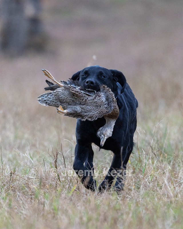 Ipo Berndt