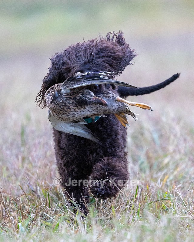 Ghillie Kezer