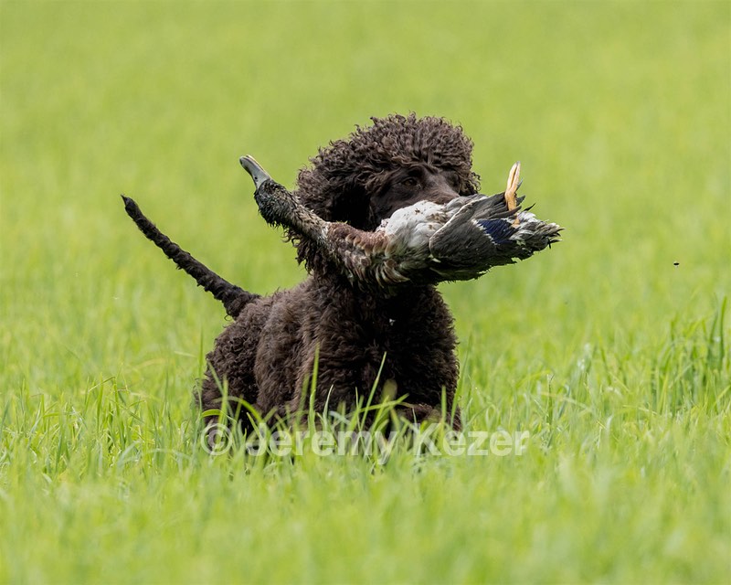 Ghillie Kezer