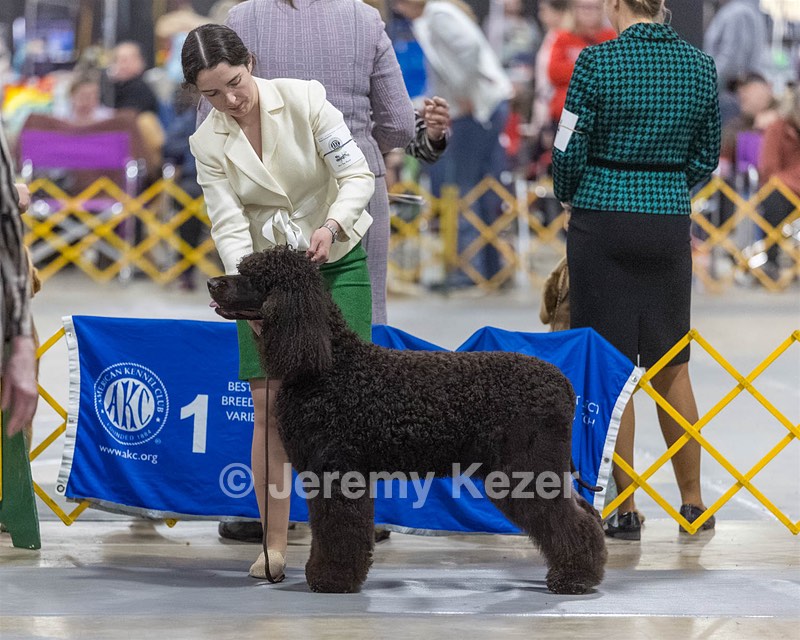 09 - GCH CH POOLE'S IDE RIPTIDE RI DS CGC (Rip)
