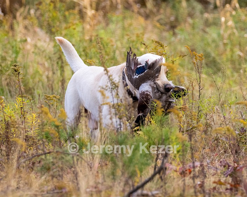 Grampian Happily Ever After RN JH CC WC (Henry)