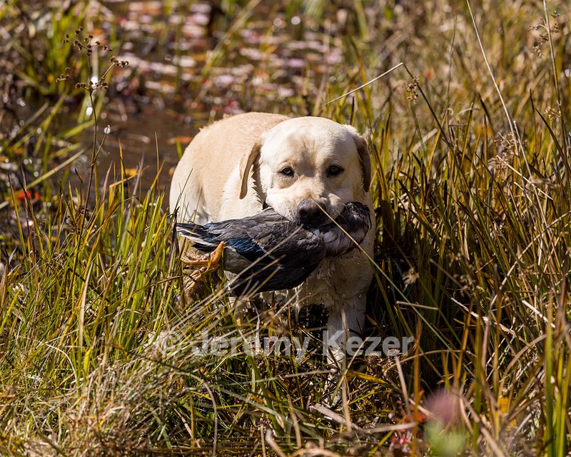 Paddington's Rugged Mountain Man "Kristoff"