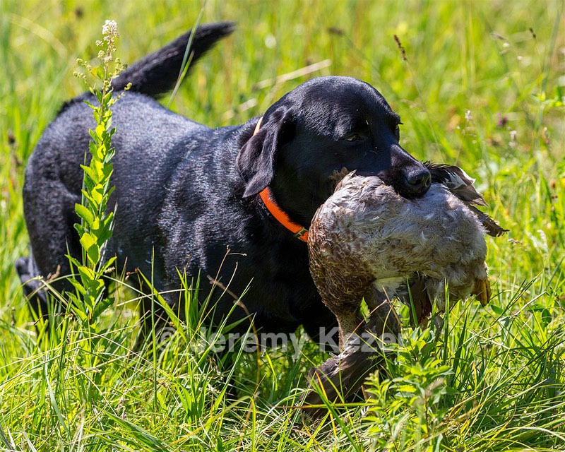 Sofie