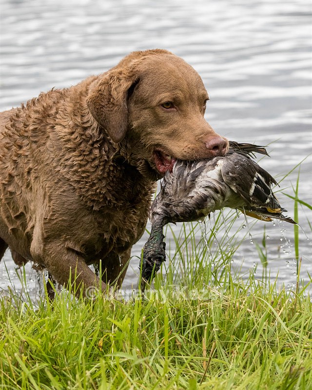 Hunter Law