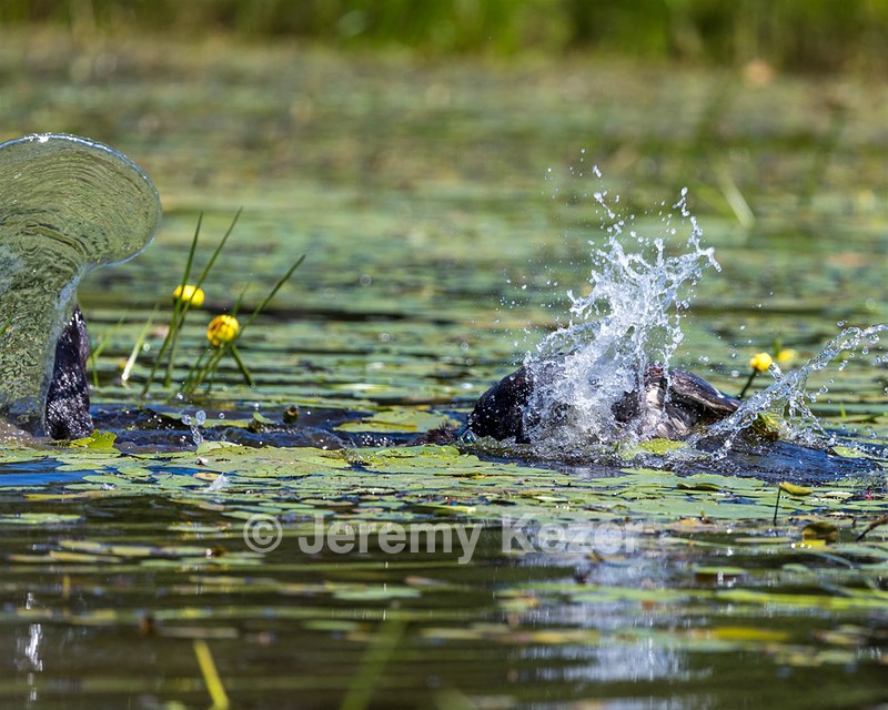 Otter Henry
