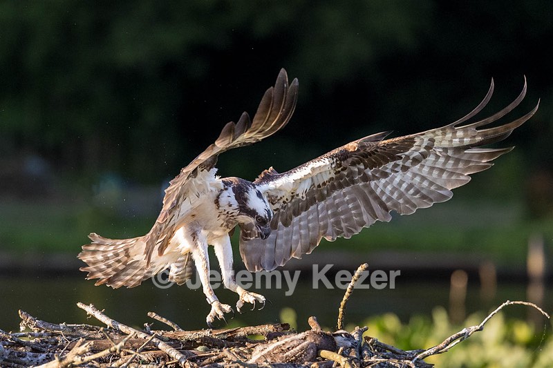 Osprey, Maryland