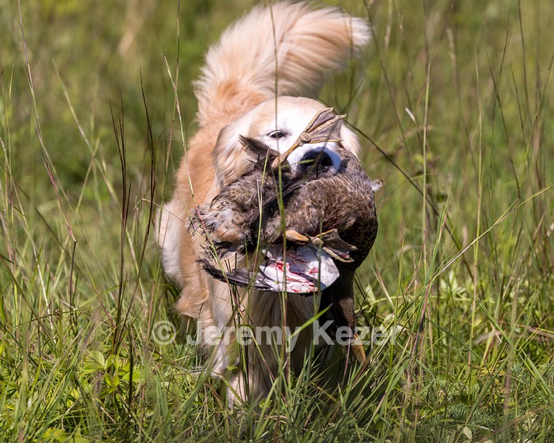 Cersei Webb