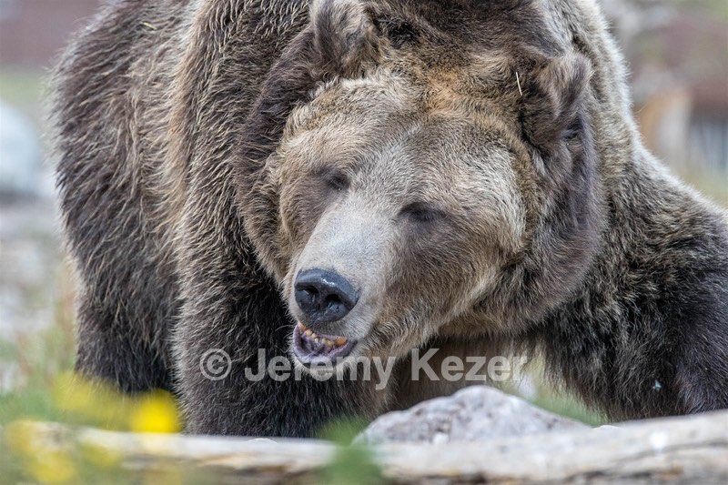 Grizzly & Wolf Discovery Center, West Yellowstone