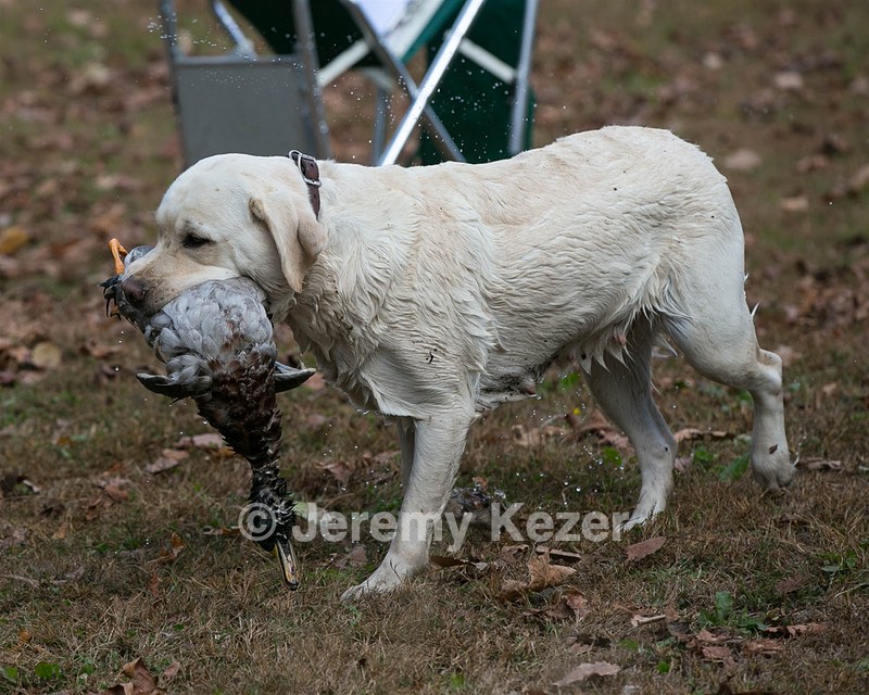 Taffy
