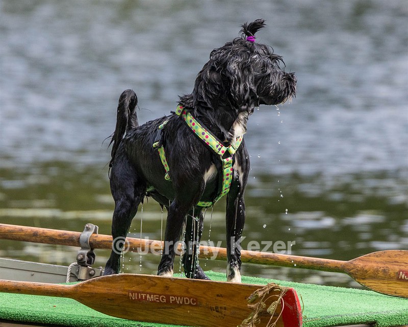 Dottie Notestine