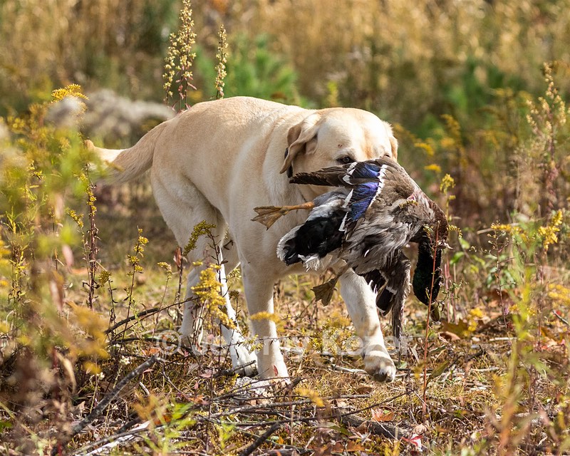 Meadowmere's Annisquam JH WC CGC (Annie)