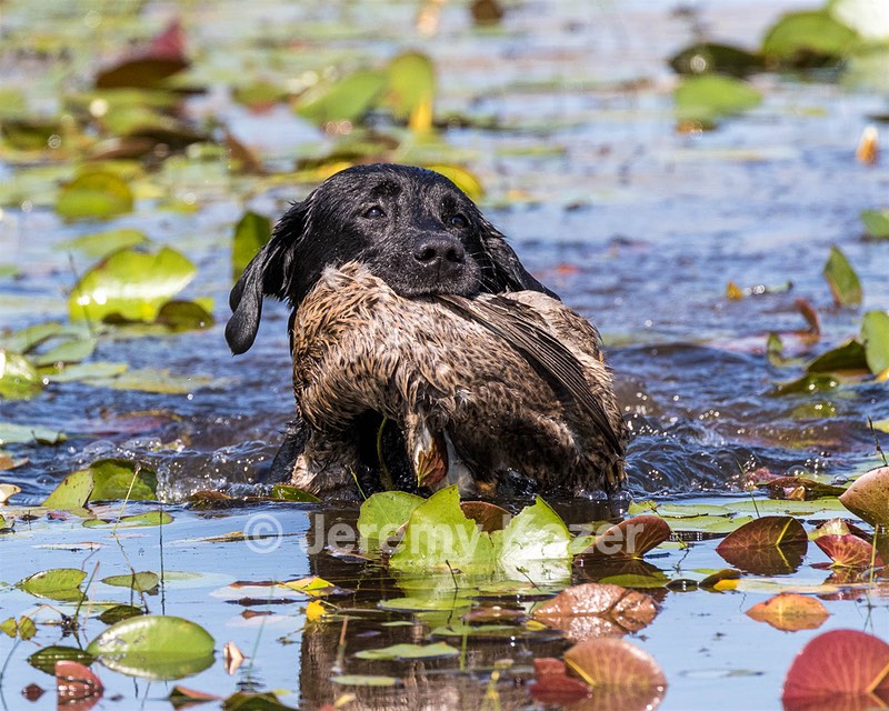 Nancy Freita's Dog