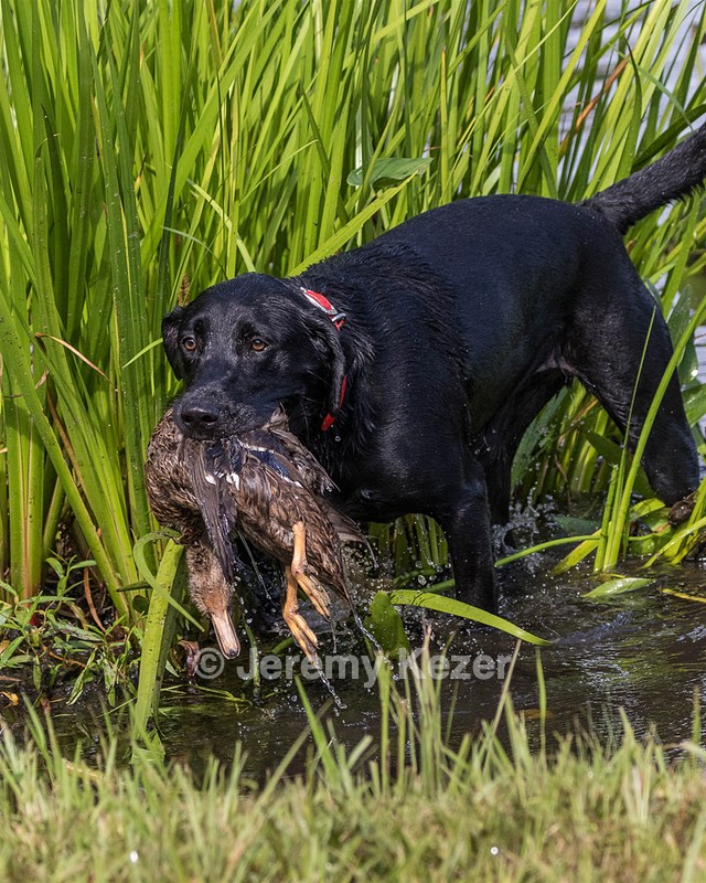 Piper Heikkinen