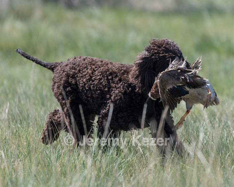Ghillie
