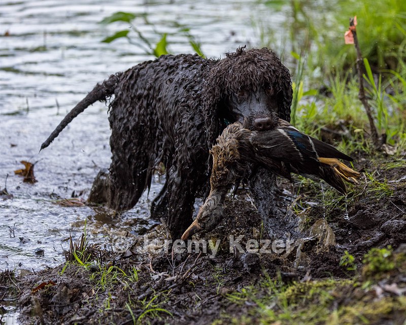 Ghillie Kezer