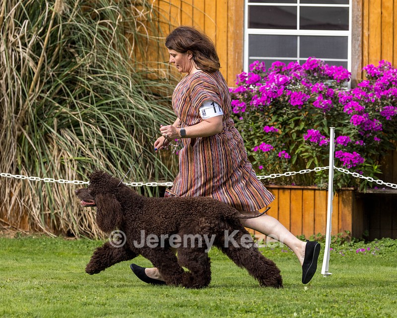 11 - GCH CH BREKKON'S FIRST MARK BN RN CGC TKN