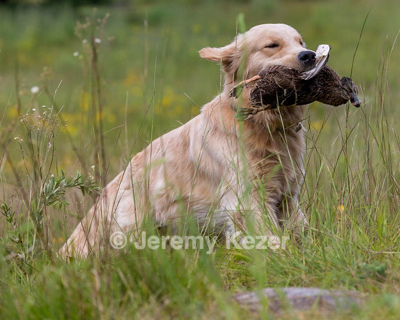 Jammer mowers