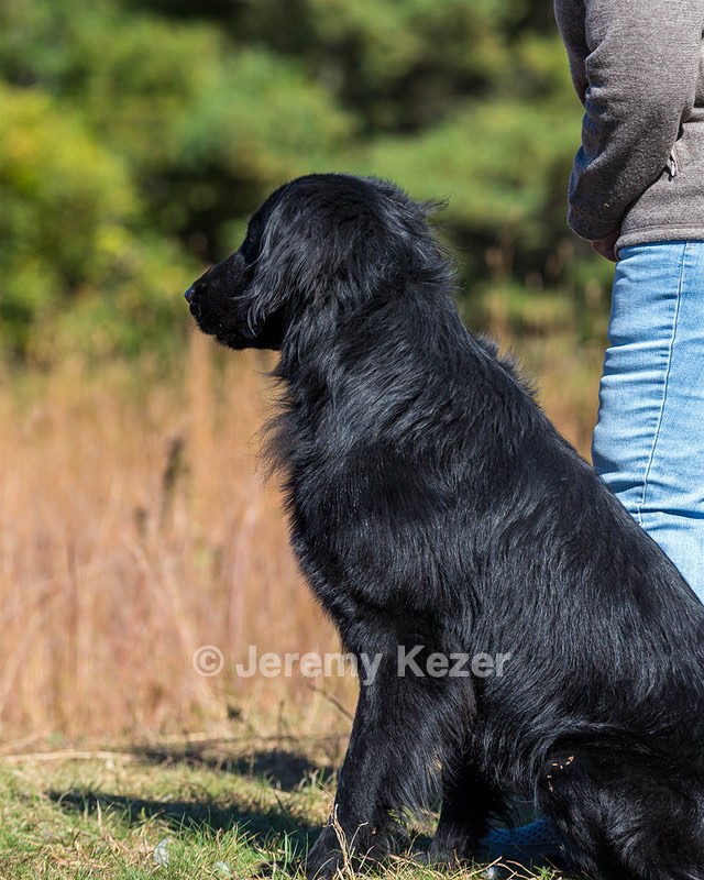 Ruger Bodine