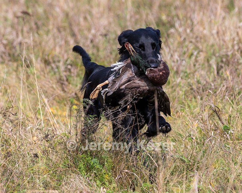 Cooper