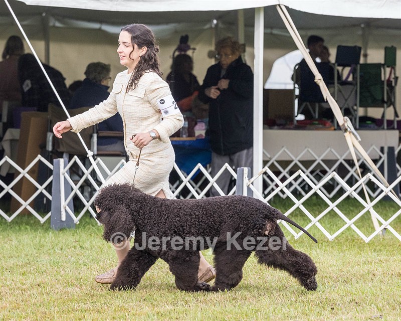 20 - GCHS CH POOLE'S IDE SAY NO MORE OHS CD RE JH DS (Simone)
