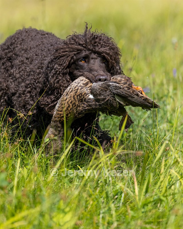 Ghillie Kezer