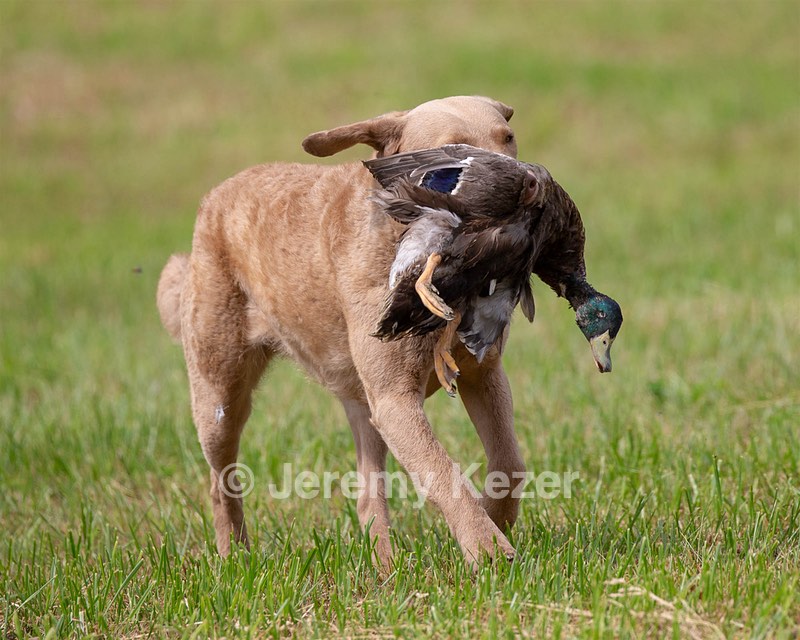 Spice Reed