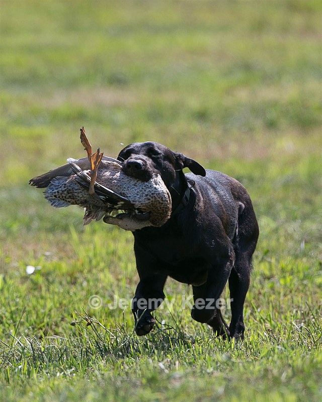 Moose Planty