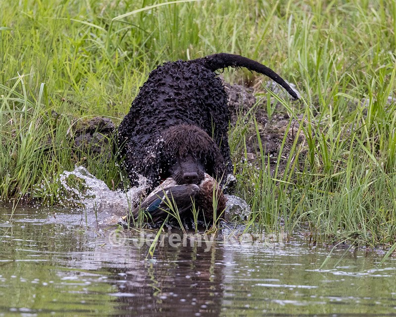 Ghillie Kezer