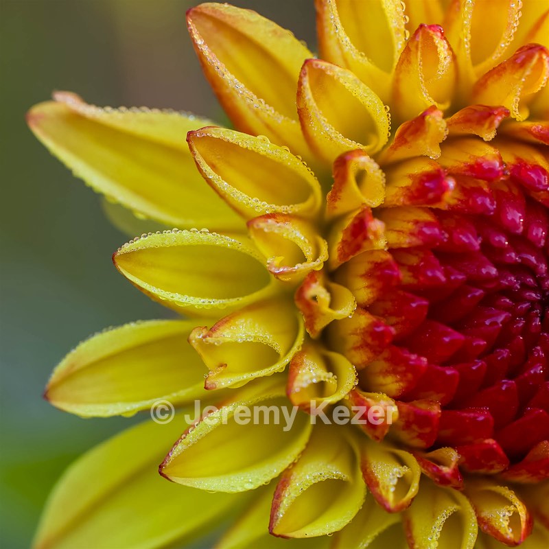 Dahlia