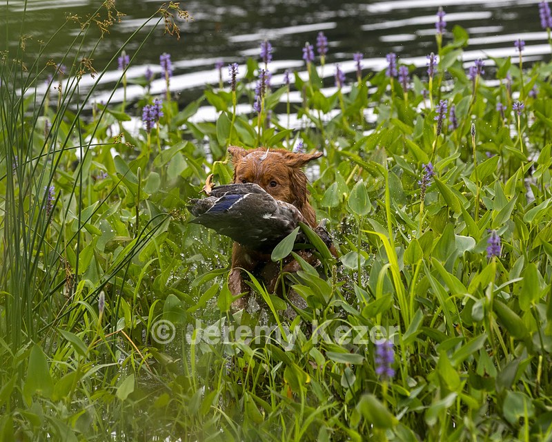 Rowan