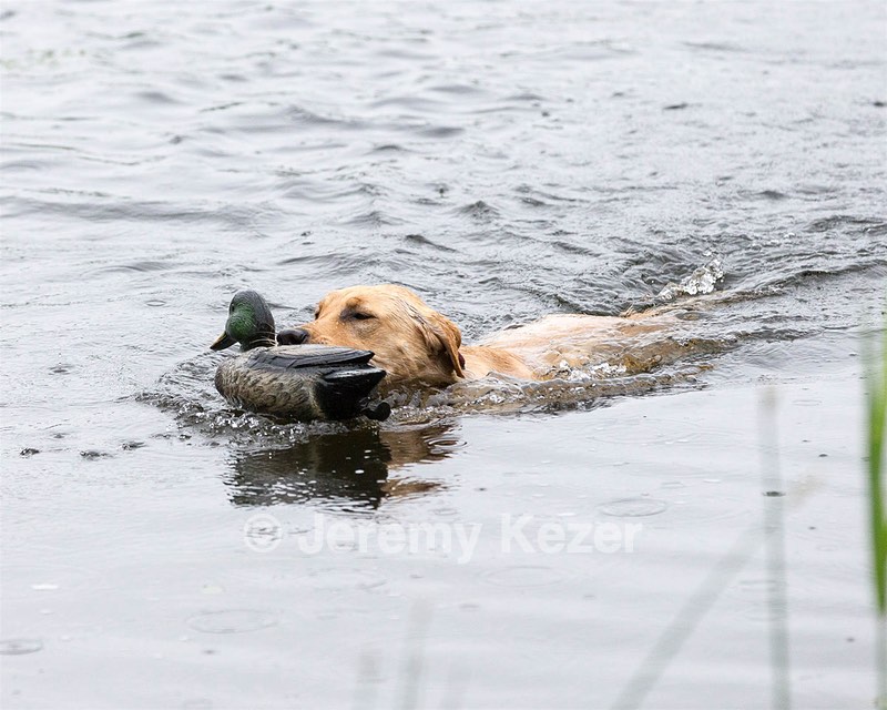Phern Cawood