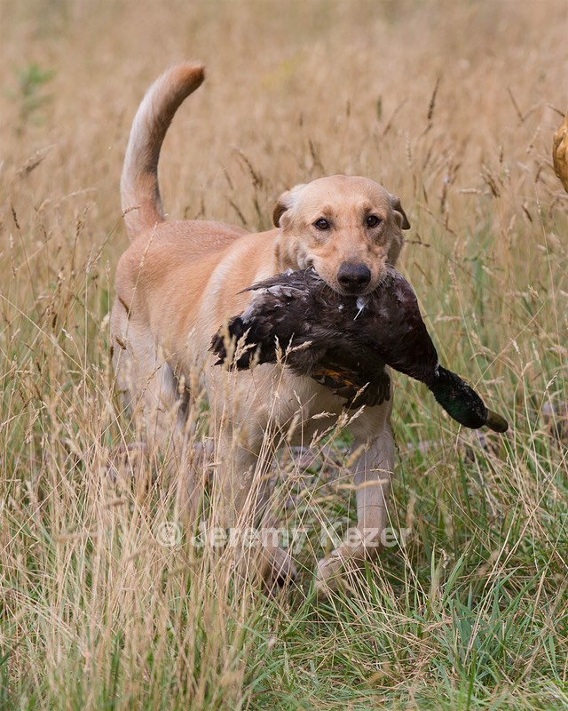 RUFF Millheim