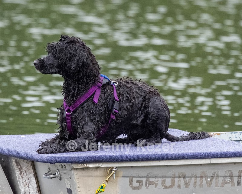 Boaty Bellicose