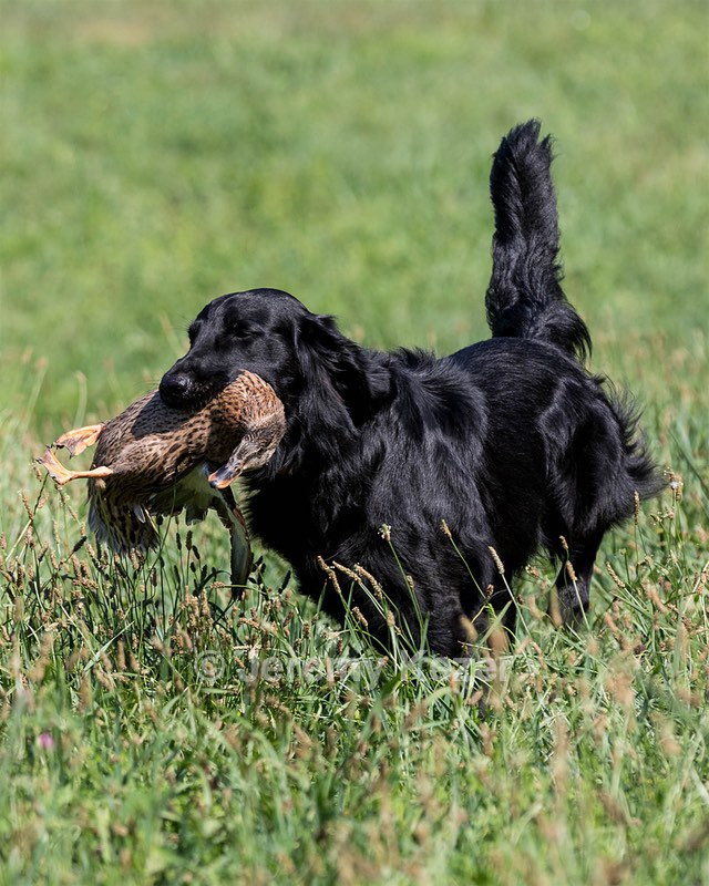 Cooper Westcot