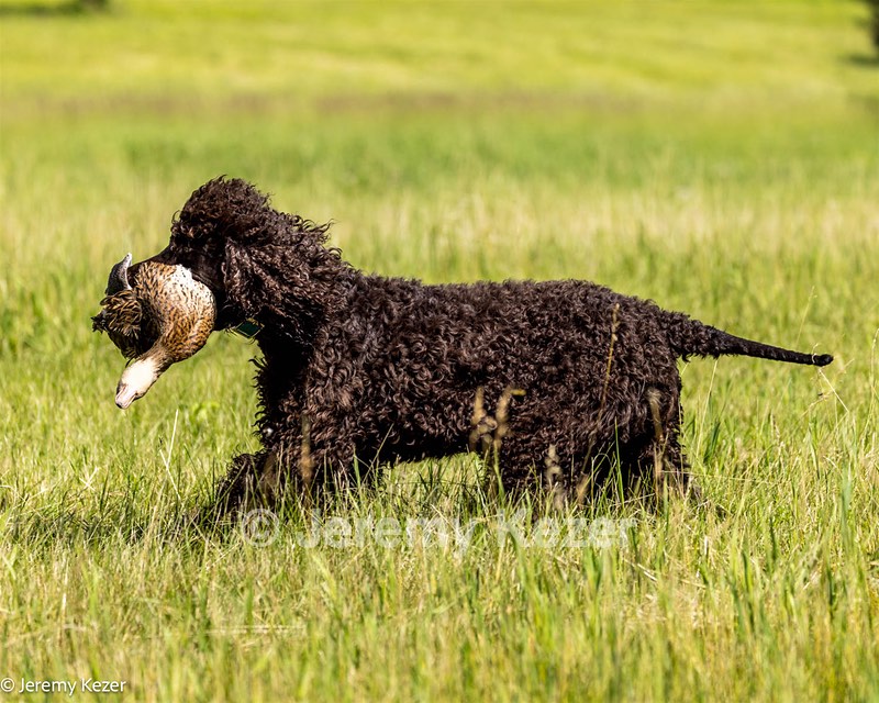 Ghillie